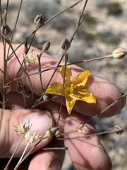 Linum berlandieri filifolium