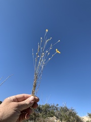Linum berlandieri filifolium