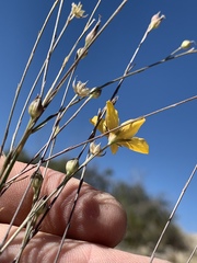 Linum berlandieri filifolium