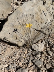 Linum berlandieri filifolium