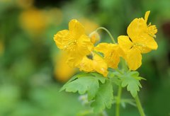 Chelidonium asiaticum