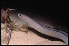 Conger wilsoni