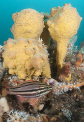 Ostorhinchus limenus