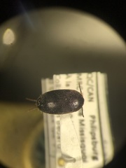 Synstrophus repandus