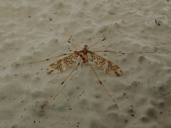 Mischoderus annuliferus