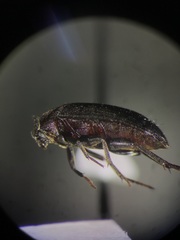 Synstrophus repandus