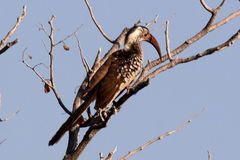 Tockus damarensis
