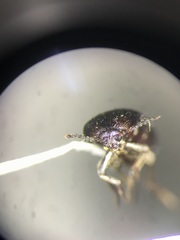 Synstrophus repandus