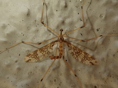 Mischoderus annuliferus