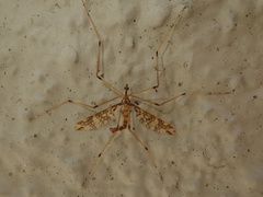 Mischoderus annuliferus