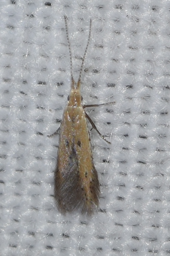 Ischnophanes