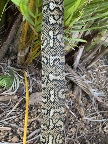 Coastal Carpet Python sighting