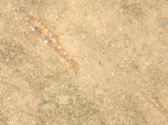 Liniparhomaloptera disparis