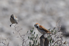 Passer motitensis