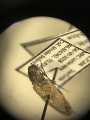 Hemicrepidius decoloratus