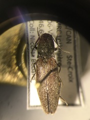 Hemicrepidius decoloratus