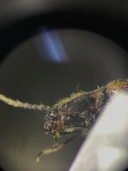 Hemicrepidius decoloratus