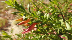 Eremophila maculata