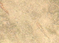 Liniparhomaloptera disparis