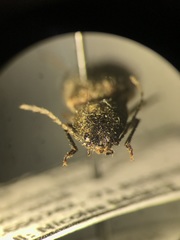 Hemicrepidius decoloratus