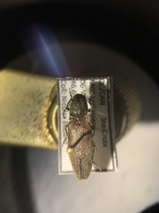 Hemicrepidius decoloratus