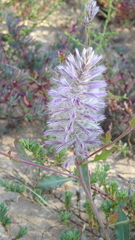 Ptilotus exaltatus