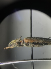 Hemicrepidius decoloratus