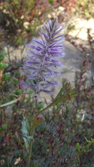 Ptilotus exaltatus