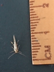 Stathmopoda plumbiflua