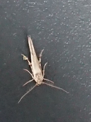 Stathmopoda plumbiflua