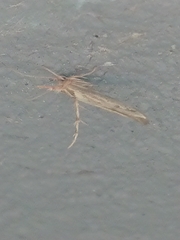 Stathmopoda plumbiflua
