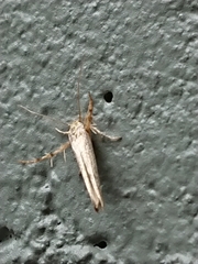 Stathmopoda plumbiflua