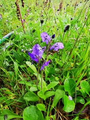Veronica grandiflora