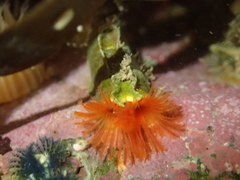 Galeolaria hystrix