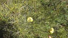 Senna artemisioides circinnata