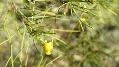 Senna artemisioides circinnata