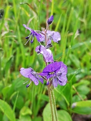Veronica grandiflora