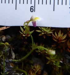 Utricularia kumaonensis