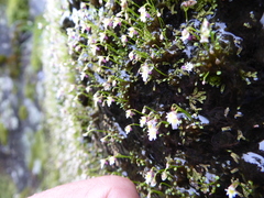 Utricularia kumaonensis