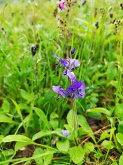 Veronica grandiflora