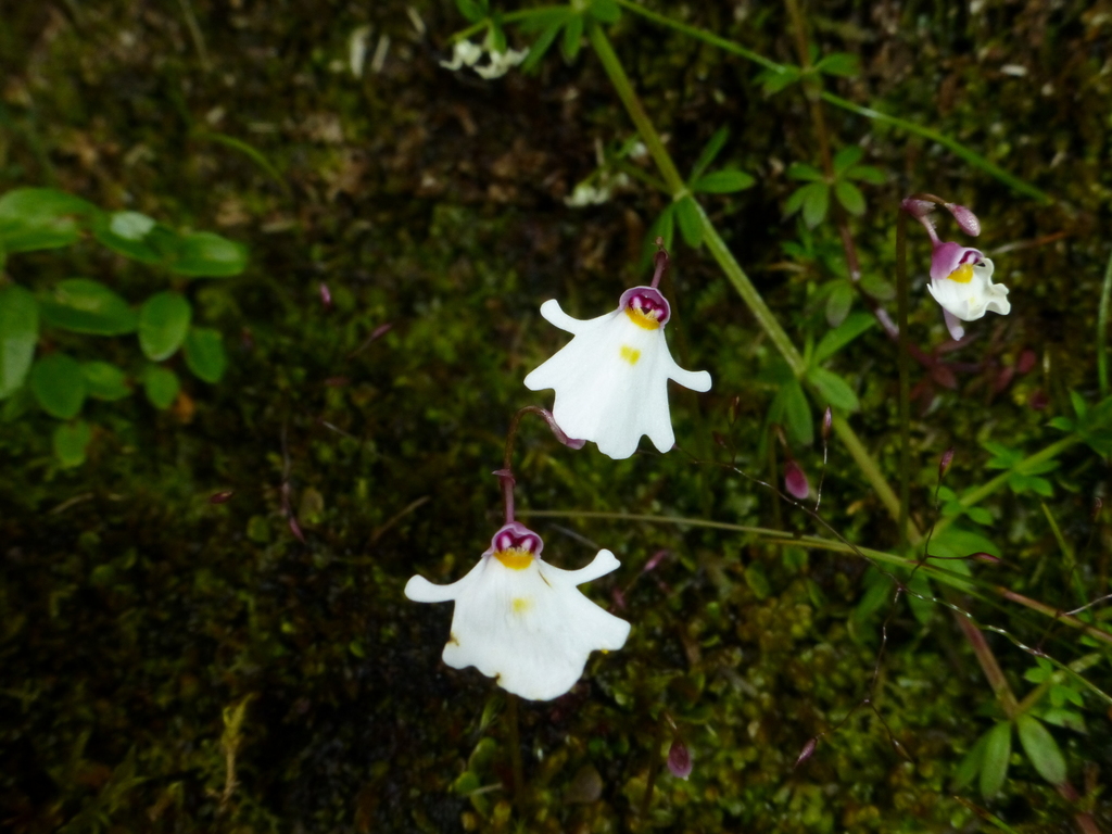 Utricularia brachiata Oliv.