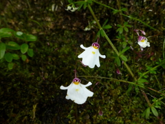 Utricularia brachiata