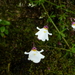 Utricularia brachiata - Photo (c) Elizabeth Byers, some rights reserved (CC BY-NC), uploaded by Elizabeth Byers