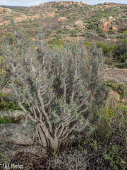 Euphorbia loricata