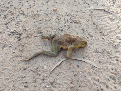 Darwin – Infestation of Cane Toads