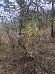 Crataegus flava