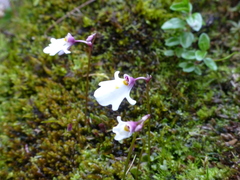 Utricularia brachiata