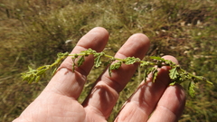 Dysphania pumilio