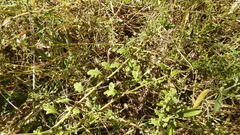 Dysphania pumilio