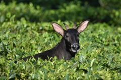 Capricornis sumatraensis thar
